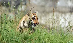 बिजनौर में मवेशी का चारा लेने गई युवती पर बाघ ने किया हमला, मौत