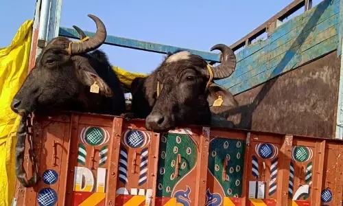 दो ट्रक जब्त कर 62 मवेशी कराए मुक्त, 10 गिरफ्तार