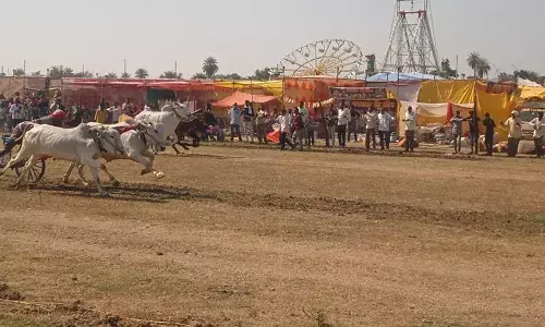 कपिल्या-दुश्मन की बैलजोड़ी रही दो दानी की विजेता,100 बैल जोड़ियों ने लिया हिस्सा