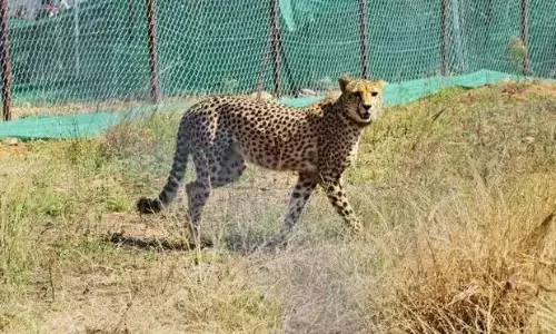 कूनो नेशनल पार्क में चीता शौर्य की मौत, 7 चीते और 3 शावकों समेत अब तक कुल 10 ने तोड़ा दम
