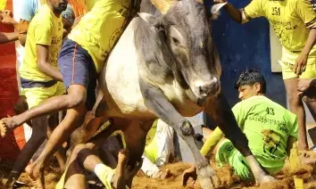 तमिलनाडु में जल्लीकट्टू जानलेवा हुआ, सांड ने दो लोगों को कुचलकर मार डाला
