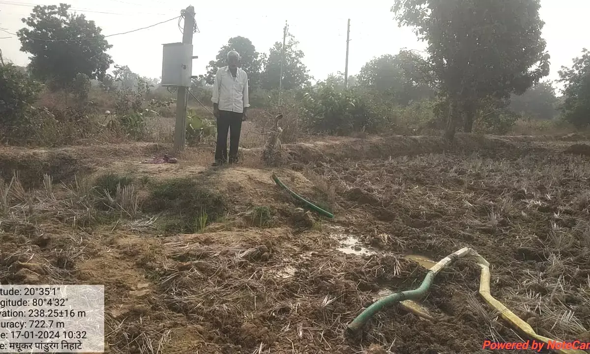 घने वनों से निकले जंगली हाथियों के झुंड ने फिर धान की फसलों को किया बर्बाद