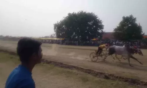 शंकरपट का महासंग्राम , एक दानी बैलजोड़ी स्पर्धा  में रणवीर-चमचम का रहा जलवा