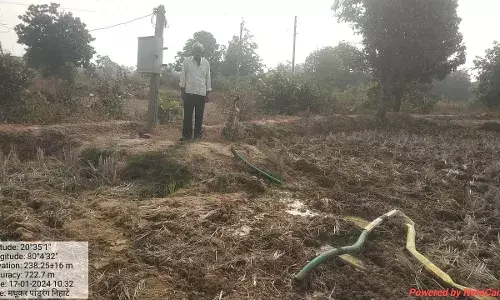 घने वनों से निकले जंगली हाथियों के झुंड ने फिर धान की फसलों को किया बर्बाद