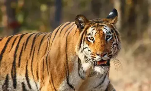बुटीबोरी व उत्तर उमरेड परिसर में दहशत, उपराजधानी के आस-पास पहुंच चुका है बाघ