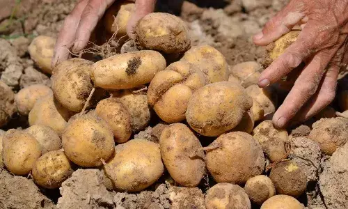 चिप्स खाने के शौकीनों के लिए बुरी खबर, इस रोग की वजह से आलू के उत्पादन पर पड़ रहा बुरा असर! जानें वजह