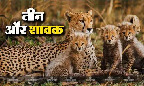 कूनो नेशनल पार्क से फिर मिली खुशखबरी, नामिबिया से आई मादा चीता ज्वाला ने दिया तीन शावकों को जन्म