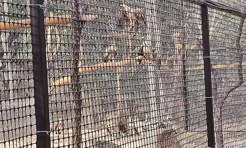 बाहरी राज्य के 10 गिद्धों को पिंजरे में रखा गया है , पेंच में उड़ान भरेंगे