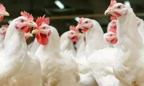 पश्चिम बंगाल के 13 जिलों में बर्ड फ्लू के प्रकोप का आधिकारिक ऐलान