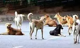 नागपुर में  90 हजार से अधिक हैं आवारा श्वान, शहर के बाहर रखने चारों ओर जगह खोजें नागपुर में  90 हजार से अधिक हैं आवारा श्वान, शहर के बाहर रखने चारों ओर जगह खोजें