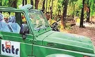 एक तरफ ढलान, दूसरी तरफ तालाब और सामने बाघिन - रिवर्स लेते वक्त पलटी जिप्सी