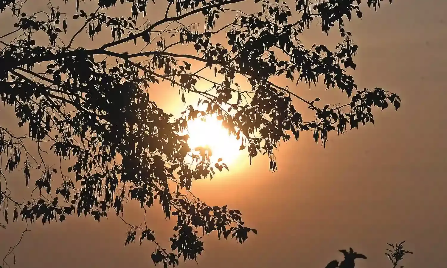 पूर्वी हवा धीरे-धीरे बढ़ा रही जिले का तापमान, कड़ाके की सर्दी से मिल रही राहत