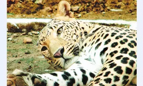 परियट जलाशय के आसपास कई जंगली जानवरों का खौफ