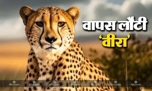 कूनो नेशनल पार्क की सीमा से बाहर निकली वीरा 20 घंटे बाद वापस लौटी, वन विभाग ने ली राहत की सांस