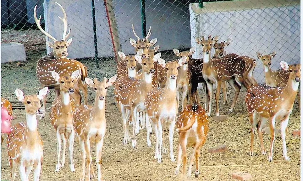 कान्हा के हिरणों ने कुंडम में बनाया नया ठिकाना