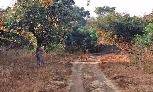 13 किसानों की जान जाने के बावजूद भी नहीं हुआ पुनर्वास, वनविभाग के कड़े हैं नियम