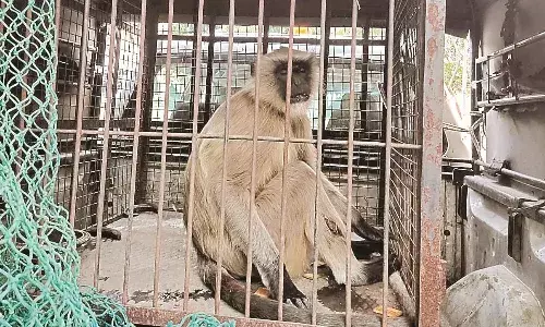 बालापुर में आतंक मचाने वाला बंदर पकड़ा गया, रहवासियों ने ली राहत की सांस
