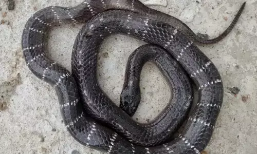 अंधाधुंध निर्माण कार्य के चलते बेसा क्षेत्र में निकल रहे सबसे अधिक जहरीले सांप