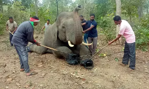 सेहत का सवाल , कमलापुर कैम्प के हाथी बारह दिन की मेडिकल लीव पर, करेंगे आराम