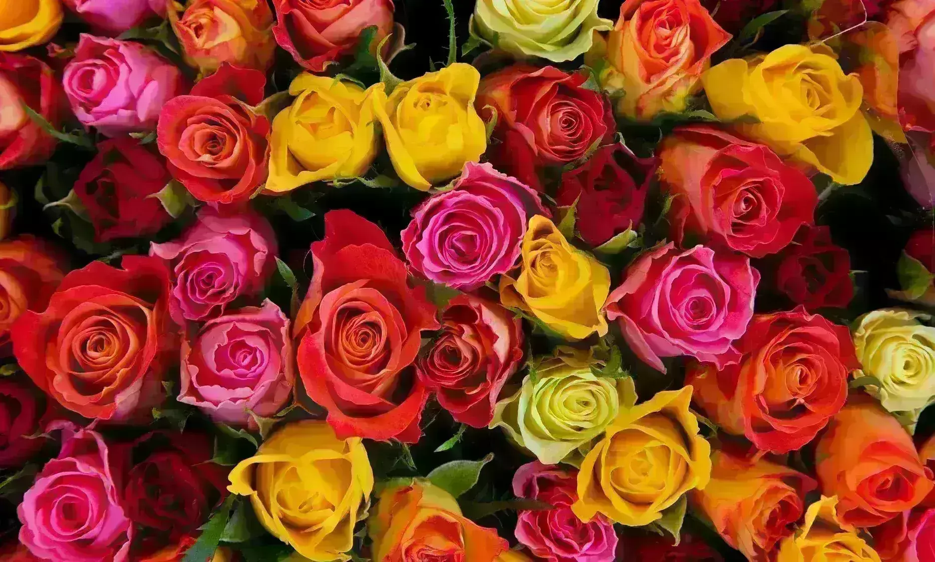 लाल का मतलब प्यार और पीला है दोस्ती का रंग, इस रोज डे जानिए हर रंग के गुलाब का खास मतलब