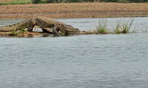 पेंच प्रकल्प में बाघों के साथ बढ़े मगरमच्छ , सॉफ्टशेल कछुए के अंडे भी मिले