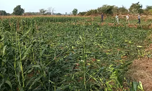 जंगली हाथियों के झुंड ने फिर मचाया उत्पात, शंकर नगर क्षेत्र में रौंदी मक्के की फसल