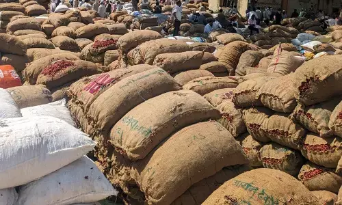 कृषि उत्पन्न बाजार समिति में एक ही दिन में 1 हजार क्विंटल लाल मिर्च की आवक