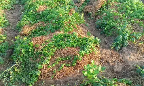 जंगली हाथियों ने धान के बाद अब करेला और तुअर की फसलें कर दीं तबाह, उत्पात जारी