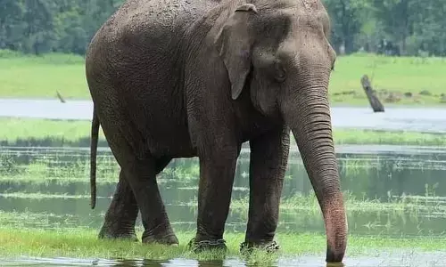 गडचिरोली में ग्रामीणों के विराेध के बाद आखिरकार टल गया मंगला का स्थानांतरण