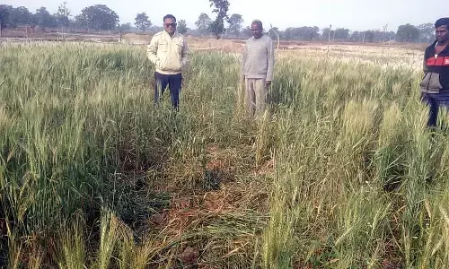 गड़चिरोली के जंगलों में भटक रहे जंगली हाथियों ने अब गेहूं की फसलों को कर दिया तहस-नहस