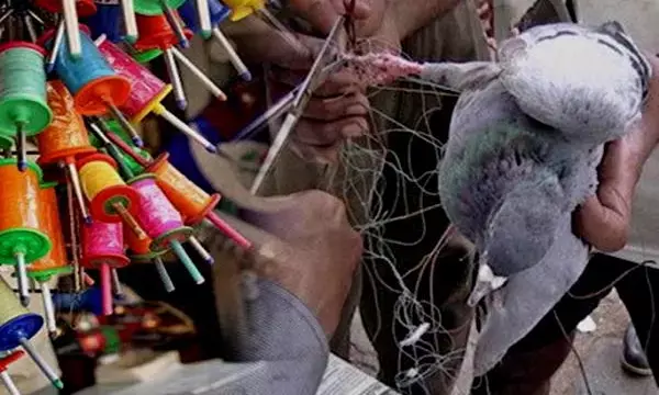 पेड़ों में अटके मांजे की बलि चढ़ रहे हैं बेजुबान, 6 पक्षियों की जीवन डोर कटी