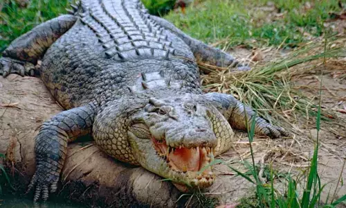 पेंच के मगरमच्छ क्षेत्र में मछुआरों को प्रवेश नहीं, नहीं फेकने देंगे जाल पेंच के मगरमच्छ क्षेत्र में मछुआरों को प्रवेश नहीं, नहीं फेकने देंगे जाल