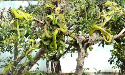 इस देश में हैं सांपो का बगीचा, सुंदर फलों की जगह पेड़ों पर लटकते हैं जहरीले सांप, देखें वीडियो
