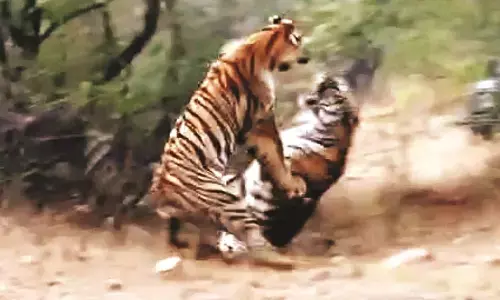 पर्यटकों ने अनुभव किया ताड़ोबा में दो बाघों का संघर्ष!, वीडियो हुआ वायरल पर्यटकों ने अनुभव किया ताड़ोबा में दो बाघों का संघर्ष!, वीडियो हुआ वायरल