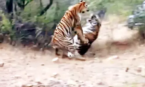 ताड़ोबा व्याघ्र प्रकल्प में पर्यटकों ने अनुभव किया रोमांच, जब आपस में भिड़ गए वनराज