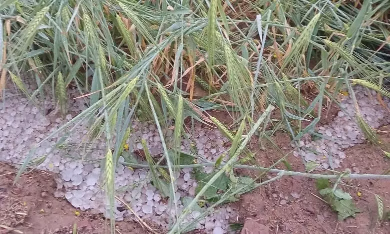 किसानों पर मौसम की मार, कई ग्रामों में गिरे ओले किसानों पर मौसम की मार, कई ग्रामों में गिरे ओले