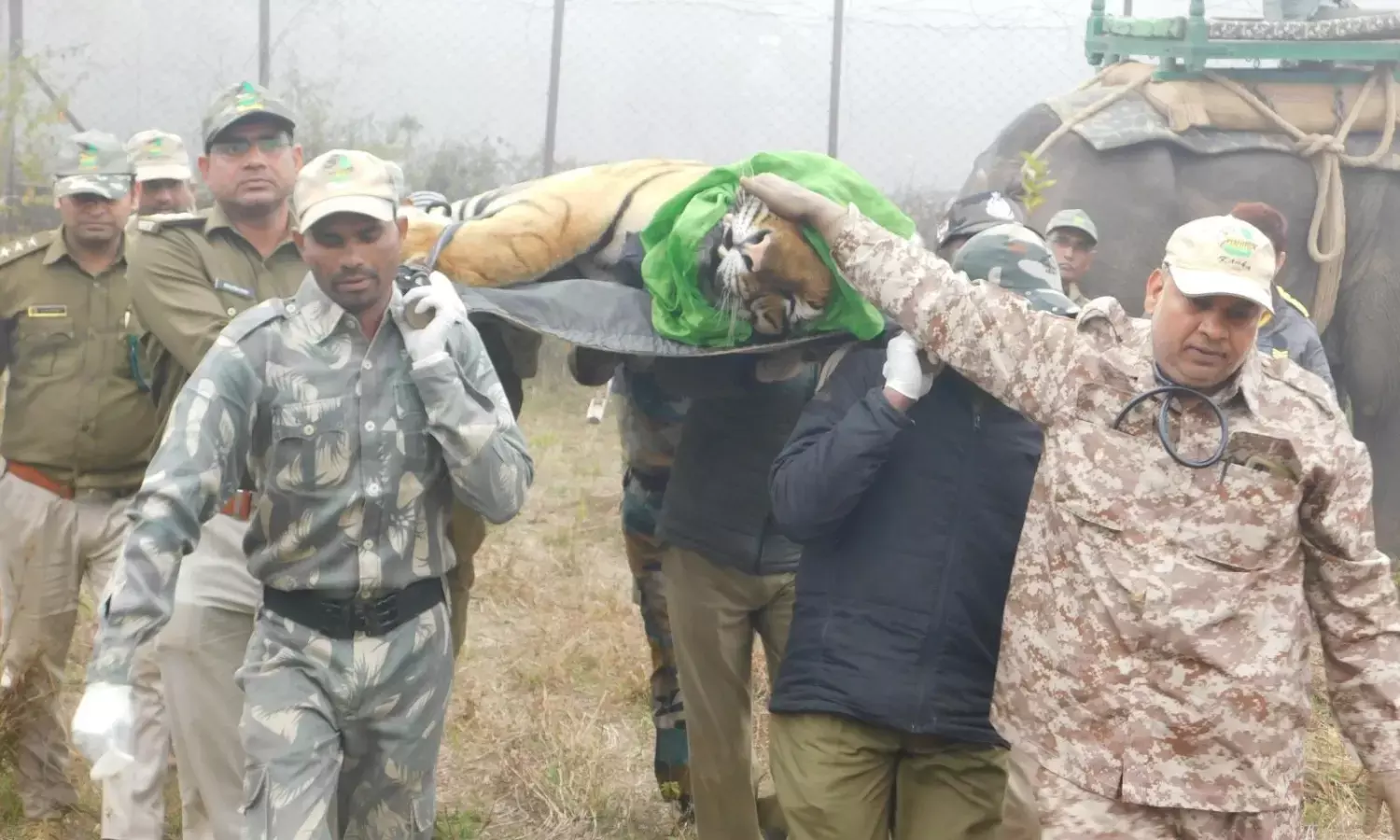 कान्हा से एक नर बाघ मुकुन्दपुर रवाना