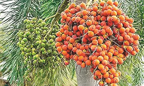 नागपुर में फलफूल रहा पाम सुपारी का कारोबार , सेहत के लिए होती है नुकसानदायक नागपुर में फलफूल रहा पाम सुपारी का कारोबार , सेहत के लिए होती है नुकसानदायक