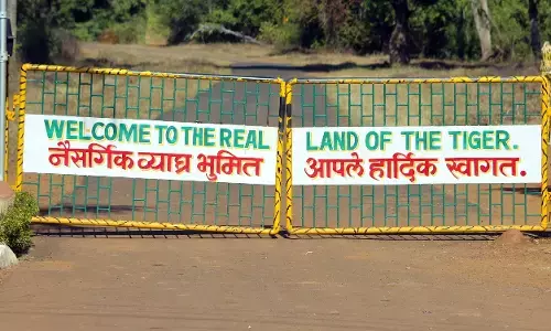 चंद्रपुर के ताड़ोबा में जंगल सफारी के समय शराब पीनेवाले पर्यटकों पर लगाया जुर्माना चंद्रपुर के ताड़ोबा में जंगल सफारी के समय शराब पीनेवाले पर्यटकों पर लगाया जुर्माना