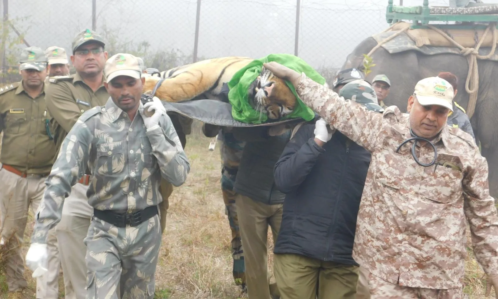 कान्हा से एक नर बाघ मुकुन्दपुर रवाना