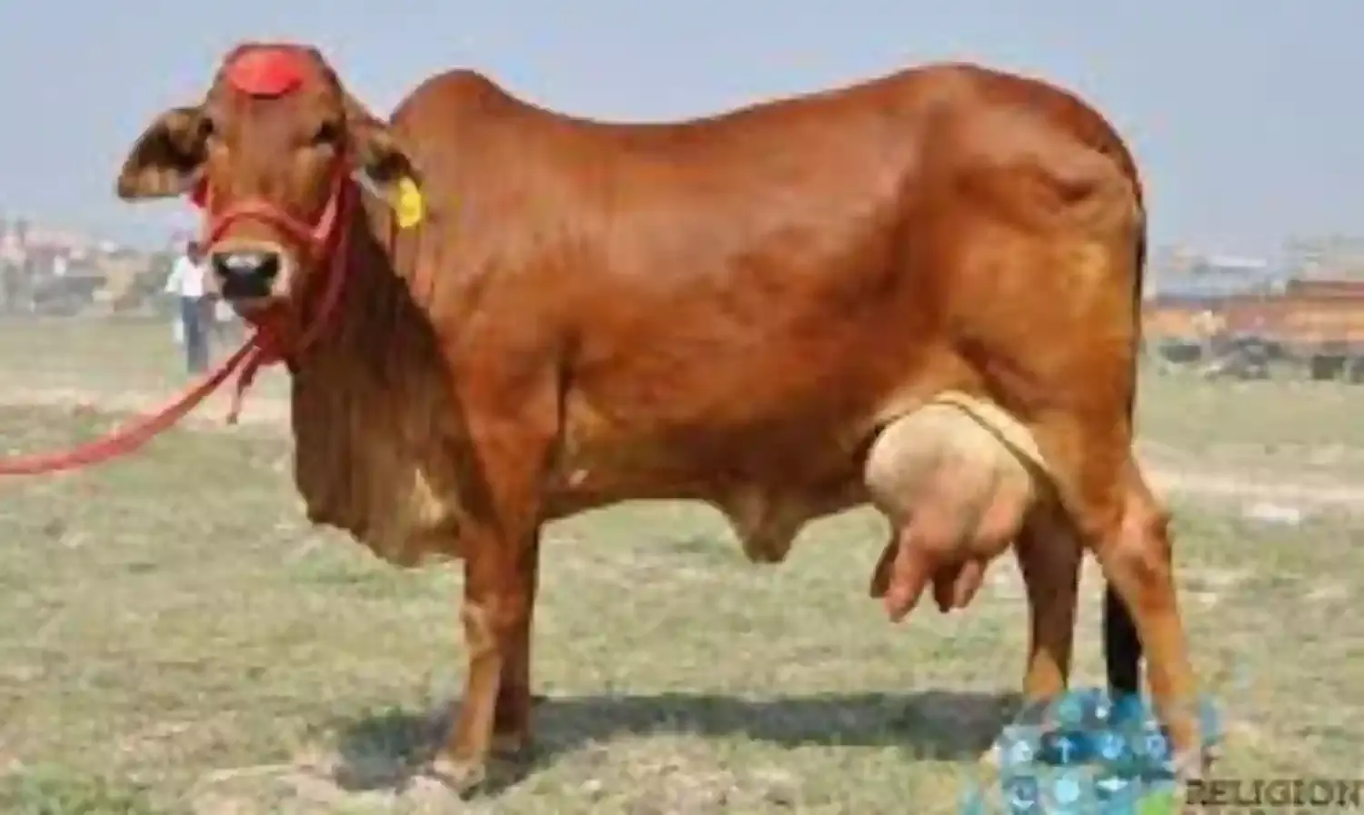 महाराष्ट्र के  31 जिलों की 152 गौशालाओं के लिए अनुदान देगी राज्य सरकार