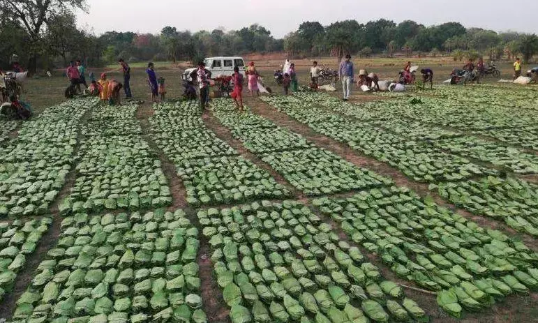 तेंदूपत्ता संग्राहकों को पिछले 10 सालों में मिला 2000 करोड़ रुपये का प्रोत्साहन पारिश्रमिक