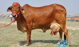 महाराष्ट्र के  31 जिलों की 152 गौशालाओं के लिए अनुदान देगी राज्य सरकार