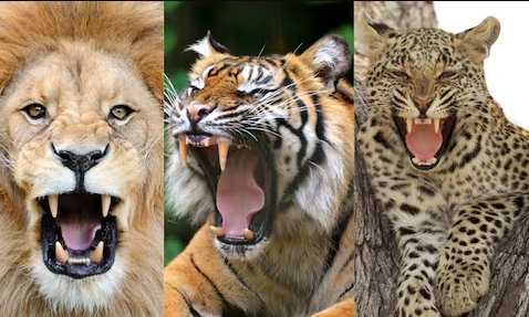 बिल्ली की प्राजातियों में सबसे खूंखार है इस जानवर की दहाड़, वायरल वीडियो में आवाज सुनकर कांप जाएगी रूह