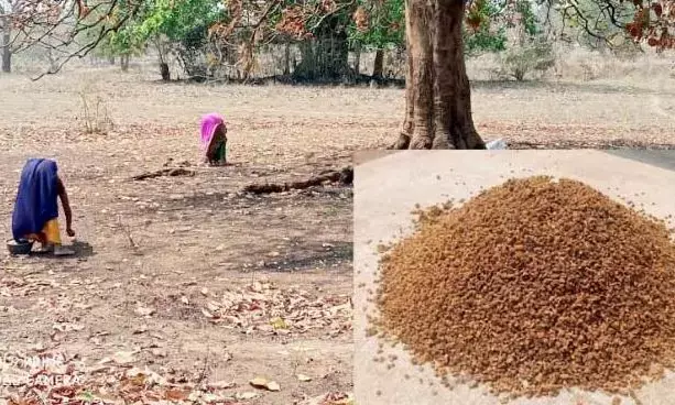 महुआ फूल के लड्डू दो- एनीमिया को दूर करो, 70 हजार से अधिक किशोर हैं पीड़ित