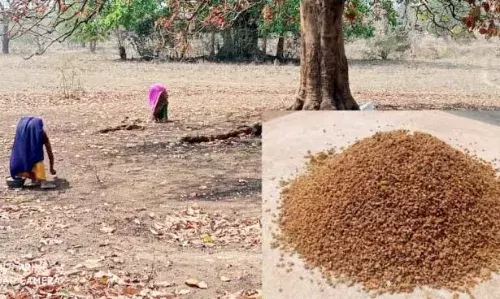 महुआ फूल के लड्डू दो- एनीमिया को दूर करो, 70 हजार से अधिक किशोर हैं पीड़ित