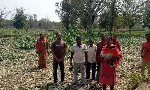 फिर शंकर नगर में दाखिल हुआ जंगली हाथियों का झुंड, मक्के की फसल कर दी तहस-नहस