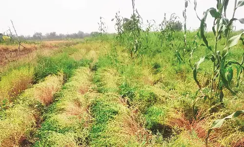 संतरा - गेहूं और चना उत्पादकों का भारी नुकसान, पिछले दिनो हुई थी बेमौसम बारिश
