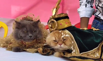 इन बिल्लियों को मामूली समझने की मत करना भूल! महंगे शौक से लेकर नाज नखरें तक, इनकी अदाओं का हर कोई हो रहा दीवाना