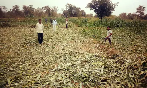 गडचिरोली में दर्जनों किसानों की मक्के की फसल जंगली हाथियों कर दिया तहस - लहस